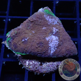 Acanthastrea echinata „Toxic Edge“ WYSIWYG