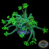 Alveopora spp. „Octo Flower“