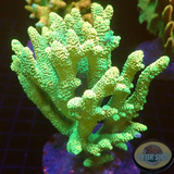 Acropora millepora „Sunset“ WYSIWYG „AD Special“