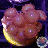 Krustenanemonen „Bowser“ WYSIWYG