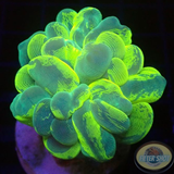 Plerogyra sinuosa „Bubble Splash“ „AD Special“