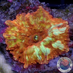 Discosoma spp. “Flame Bounce” WYSIWYG