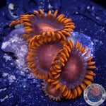 Krustenanemonen “Bam Bam”