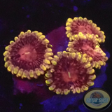 Krustenanemonen „Supernova“ WYSIWYG „AD Special“