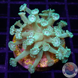Alveopora spp. „Lizard Flower“ WYSIWYG