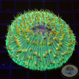 Fungia spp. „Fuzzy Touch“ WYSIWYG