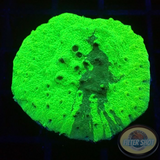 Astreopora spp. „Toxic Graft“ WYSIWYG „AD Special“