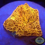 Echinophyllia spp. „Gold Rush“ WYSIWYG „AD Special“