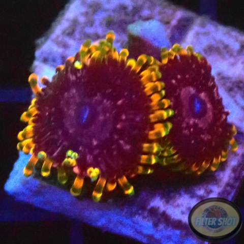 Krustenanemonen „Acid Reflux“ AD Special