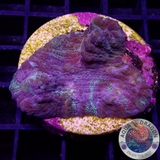 Mycedium spp. „Rainbow Galaxy“ 🌈 WYSIWYG