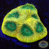 Favia spp. “Yellow Submarine” WYSIWYG