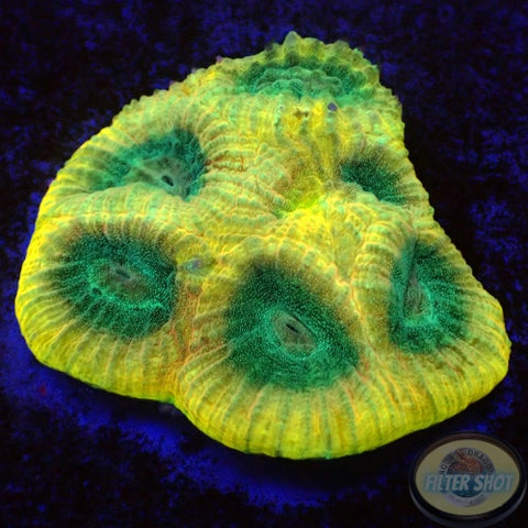 Favia spp. “Yellow Submarine” WYSIWYG