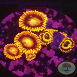 Krustenanemonen „Tequila Loops“ WYSIWYG