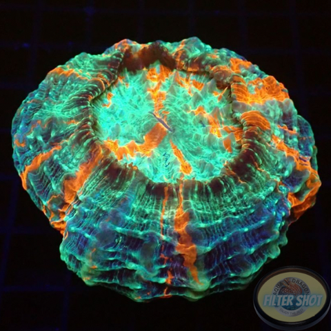 Acanthophyllia deshayesiana „Candy“ WYSIWYG