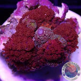 Rhodactis spp. „Flaming Phoenix“ 🐦‍🔥 WYSIWYG