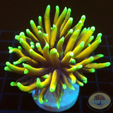 Euphyllia glabrescens “Master Torch”