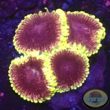 Krustenanemonen „Mesosphere“ WYSIWYG