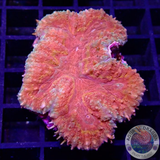 Symphyllia spp. „Toxic Rim“ WYSIWYG