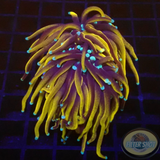 Euphyllia glabrescens „24K“ WYSIWYG „AD Special“