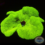 Stichodactyla haddoni WYSIWYG