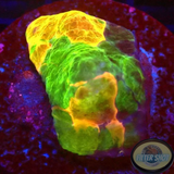 Echinophyllia spp. „Stained Glass“ WYSIWYG