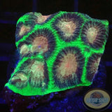 Favia spp. „Prism“