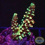 Acropora natalensis 🐉 „Dragon Breath“ WYSIWYG „AD Special“