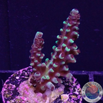 Acropora natalensis 🐉 „Dragon Breath“ WYSIWYG „AD Special“