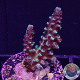 Acropora natalensis 🐉 „Dragon Breath“ WYSIWYG „AD Special“