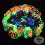 Trachyphyllia spp. „Van Gogh“ WYSIWYG