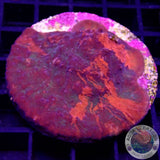 Echinophyllia spp. „Orion Nebula“ WYSIWYG