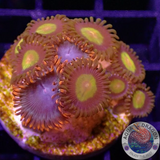 Krustenanemonen „King Afro“ WYSIWYG „AD Special“