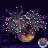 Euphyllia glabrescens „Rastafari“ WYSIWYG „AD Special“