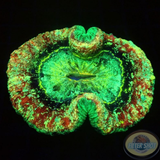 Trachyphyllia spp. „Crystal M***“ WYSIWYG
