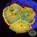 Rhodactis spp. „Picasso“ WYSIWYG „AD Special“