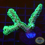 Seriatopora caliendrum „Toxic Bird Nest“