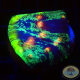 Echinophyllia spp. „Interstellar“ WYSIWYG