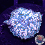 Discosoma spp. „BB“ WYSIWYG