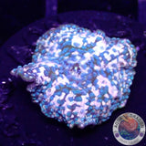 Discosoma spp. „BB“ WYSIWYG