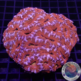 Micromussa spp. 🌈 „Rainbow Steven“ WYSIWYG