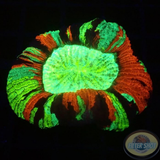 Trachyphyllia spp. „Sansibar“ WYSIWYG