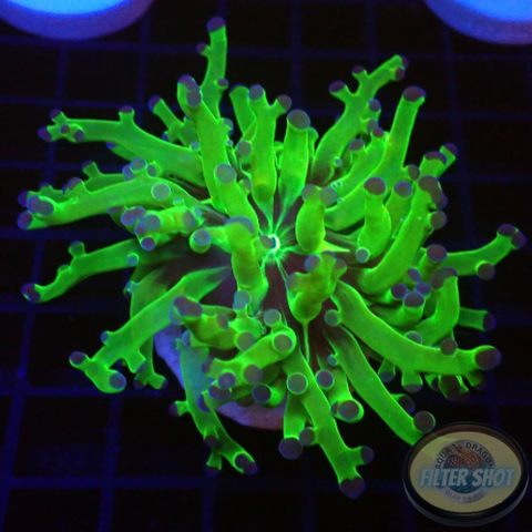 Euphyllia paradivisa „Diva“ WYSIWYG