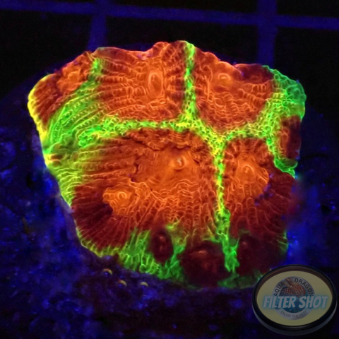 Favia spp. „Chemical Warfare“ WYSIWYG