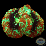 Trachyphyllia spp. „Vlad“ WYSIWYG