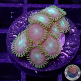 Krustenanemonen „MBG“ WYSIWYG