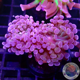 Euphyllia baliensis „Voodoo“ AD Special