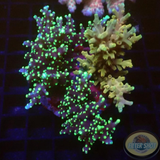 Acropora carduus „Gold Star“ WYSIWYG