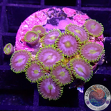 Krustenanemonen „Corona“ WYSIWYG