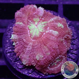 Micromussa spp. „Blood Diamond“ WYSIWYG „AD Special“