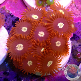 Krustenanemonen „Punk“ WYSIWYG